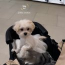 수원-1174 | [수원] 수원 스타필드 애견 동반 방문 후기(달마시안, 몰리스펫, 옥상 운동장)