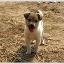 봉황농장 이미지