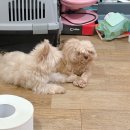 더파크동물의료센터 | 강동 중성화 수술 더파크동물의료센터에서 진행한 말티푸 중성화 수술