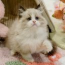 라온캣 잠실고양이분양 이미지