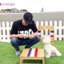 강아지를 부탁해 이미지