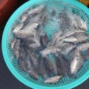 정이수산 네이버블로그