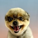 러블리펫그루밍 이미지