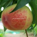 청운농장 이미지