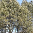 백송농장 이미지