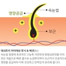 래쉬벨라