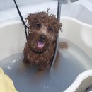 헤어 컹컹 이미지