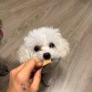 나에게 온날 | 온날 키독 스킨 강아지껌 반으로 쪼개서 먹이는 강아지껌 강아지덴탈껌 후기