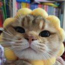 보보캐터리 이미지