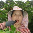 인숙농장 이미지