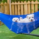 해피데이애견 이미지