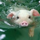 신흥수영장 이미지