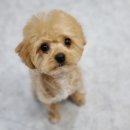 도블리펫 이미지