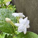 청정 사경반: 숫타 니파타 3:4-470 사경 합본 이미지