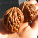 귀족호도 이미지