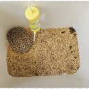 퍼피쌀롱 이미지