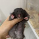 햄스터 분양 햄스터월드 이미지