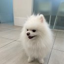 베리굿동물병원