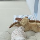 뽀도독(for the dog) 이미지