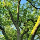 잠실리뽕나무 이미지