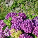 안덕면사무소 앞 이미지