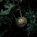 알리칸테 이미지