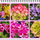 경화시장 이미지