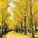 은행나무 이미지