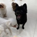 창원애견호텔 강아지유치원 애견미용 맘바이 창원점 이미지