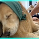 개팔상팔 이미지