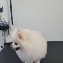 왓츠그루멍 다산 애견미용실 이미지