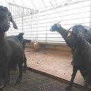 산들염소농장 이미지