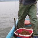 낙동강장어 이미지