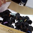 스머프동물병원 이미지