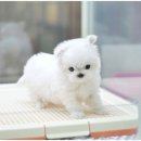 러브펫동물병원 이미지