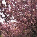 완산-4 | 전주 가볼만한곳 겹벚꽃 명소 완산칠봉꽃동산 4월18일 개화후기 주차꿀팁 플리마켓 진행중