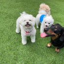 훈이애견 이미지