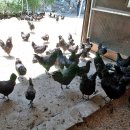 지산농원 이미지