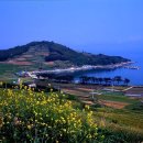 보길도 Daum카페