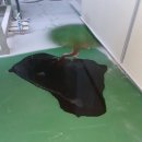 디오클린 이미지