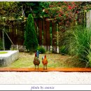 정원이있는 카페 이미지