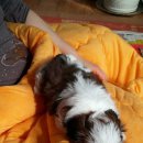 가온아리 이미지