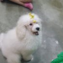 차르도르 애견카페 이미지