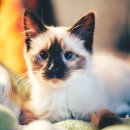 고양이 분양 달타냥 이미지