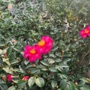 동백꽃백화점 이미지