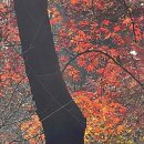 세시간치과의원 네이버블로그