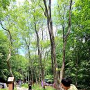 용평면사무소 | 계방산 오토캠핑장 평상 F존 강원도 계곡캠핑장 숲