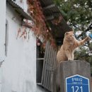 꿈꾸는고양이 이미지