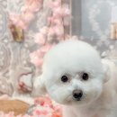 멈무아 | 부산 사하구 다대포 애견카페 멈무아 방문 후기 🐶✨ - 낫개역 근처 반려견과 가볼 만한 곳!