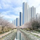 큰집꼬리곰탕 | [부산 벚꽃 명소] 영도 동삼동 해수천 벚꽃 산책 & 소문난큰집꼬리곰탕 몸보신 후기